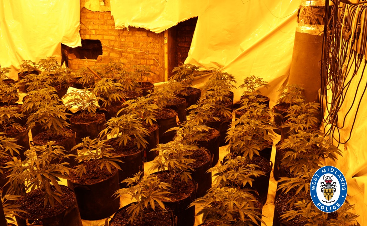 Cannabis Factory Found In Disused TA Building ⋆